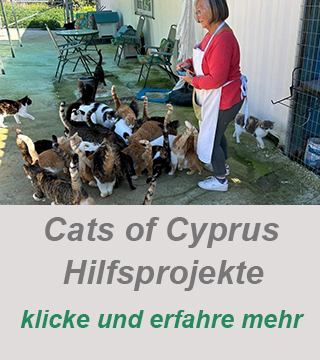 cates of cyprus-cats of larnaca-charity-helde den Katzen auf Zypern