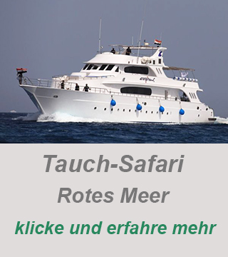 private-Events-Tauchsafari-Rotes Meer